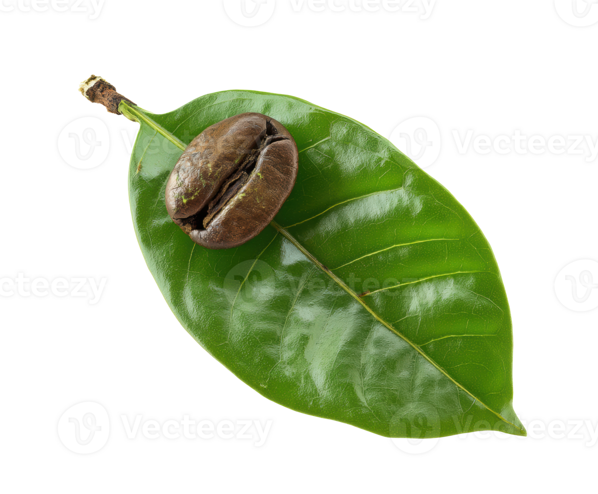Coffee bean on fresh green leaf for product design and marketing png
