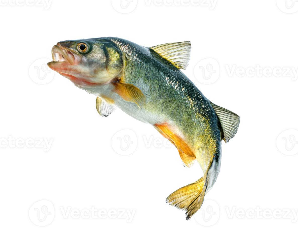 Freshwater fish caught in action for culinary presentation png