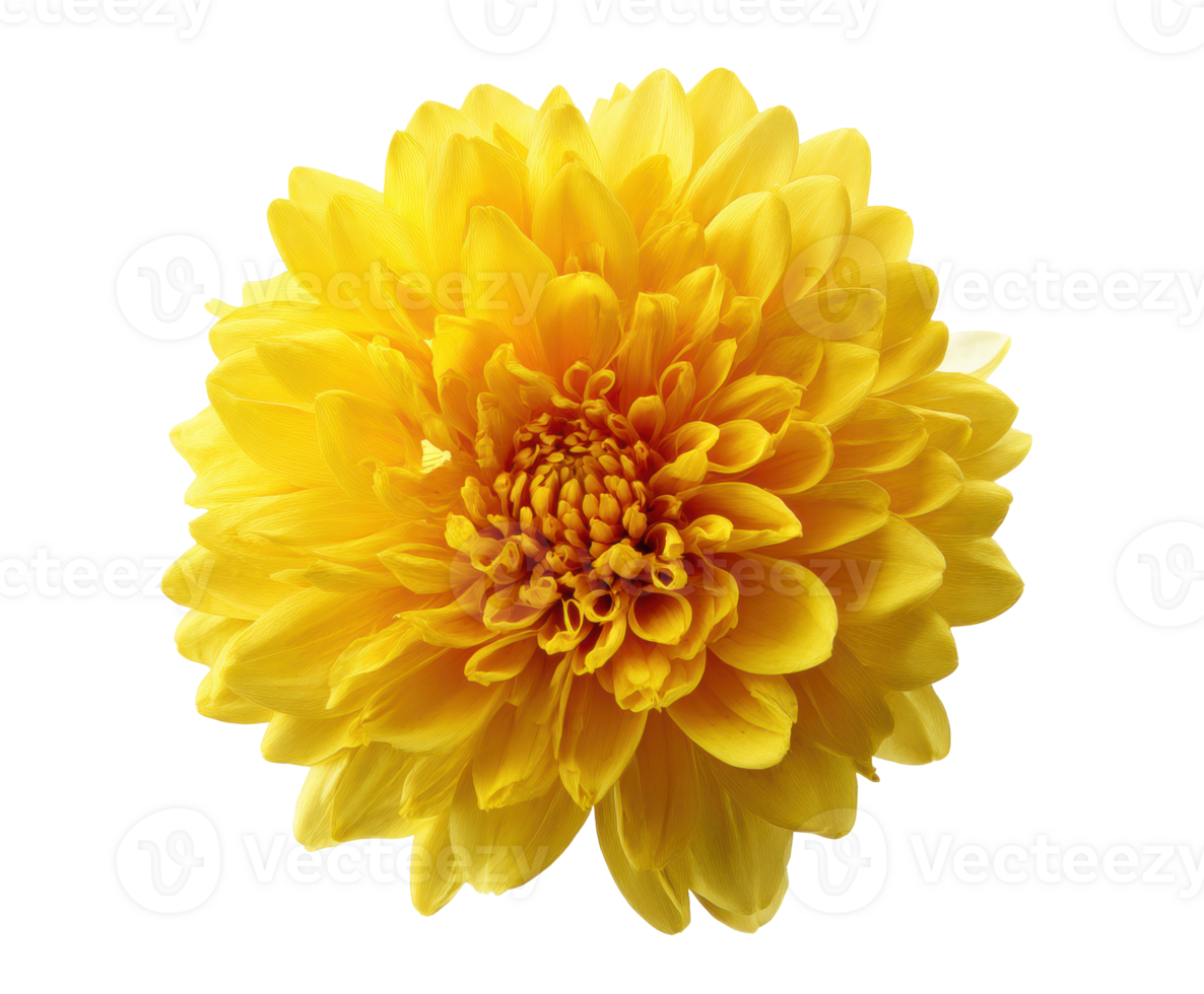 Bright yellow chrysanthemum flower with layered petals for design png