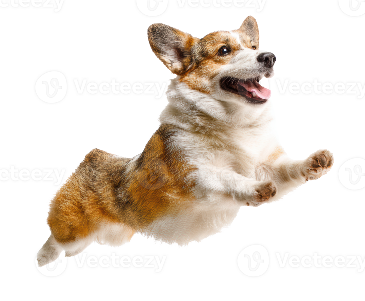 Corgi jumping in excitement during playtime outdoors png