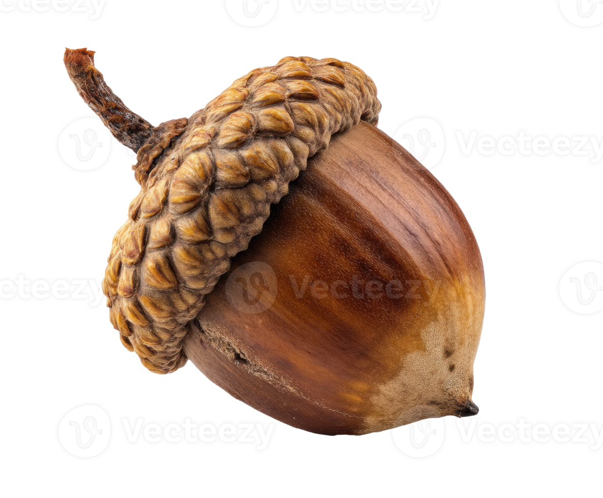 Acorn close-up on a natural wooden background for autumn design png