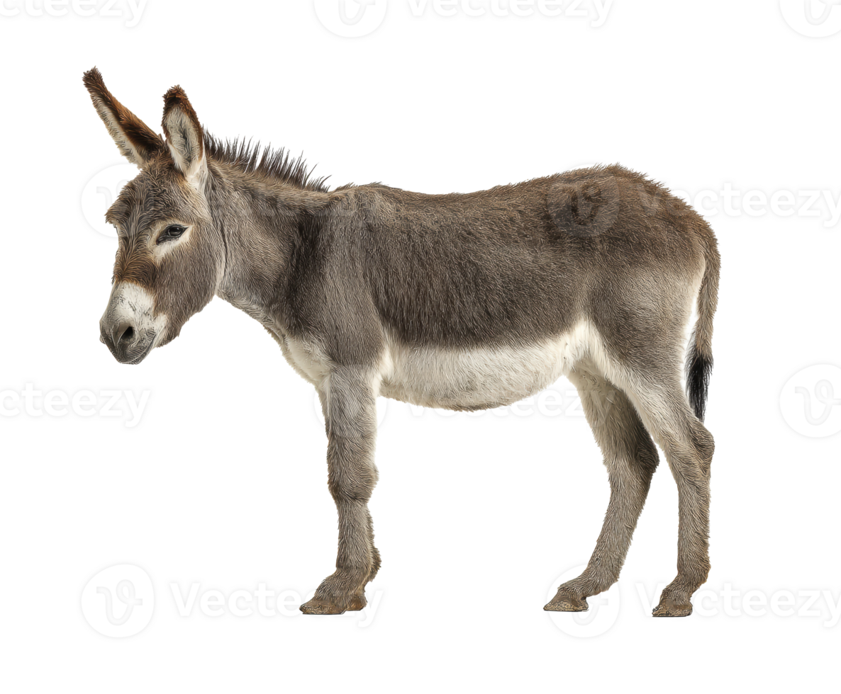 Domestic donkey standing on ground in natural pose for display png