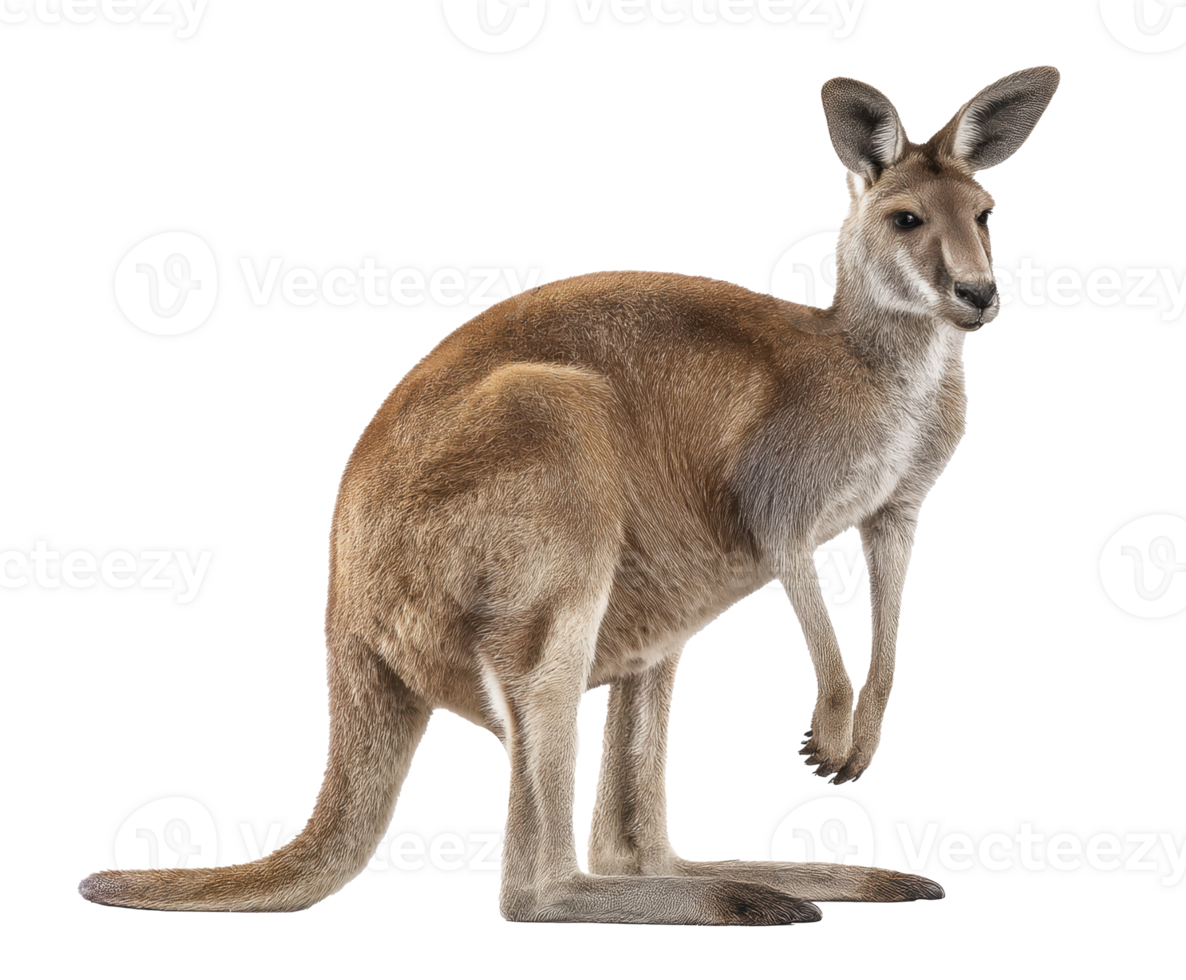 Kangaroo standing in a natural pose showcasing its unique features png
