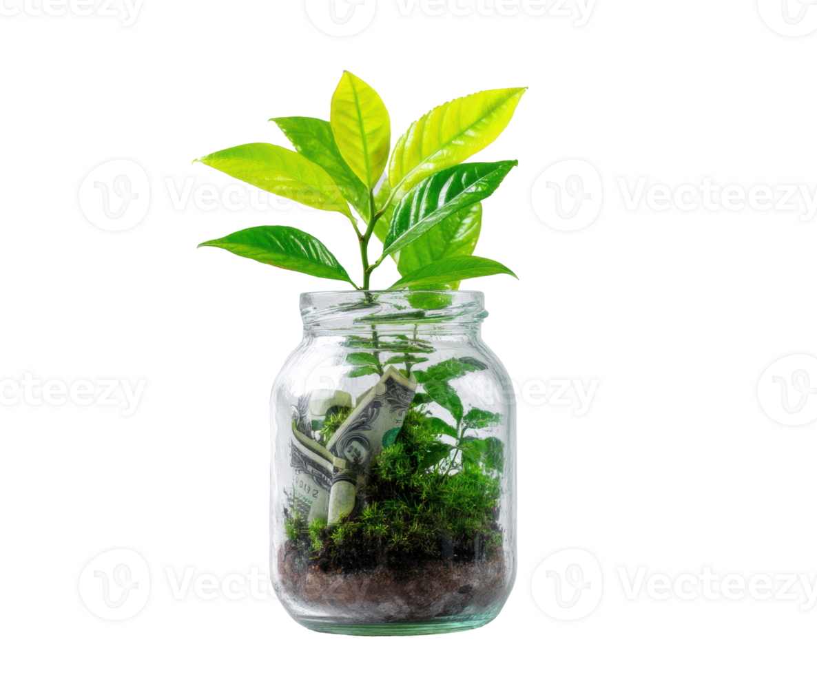 Growing financial success with green plant in jar png