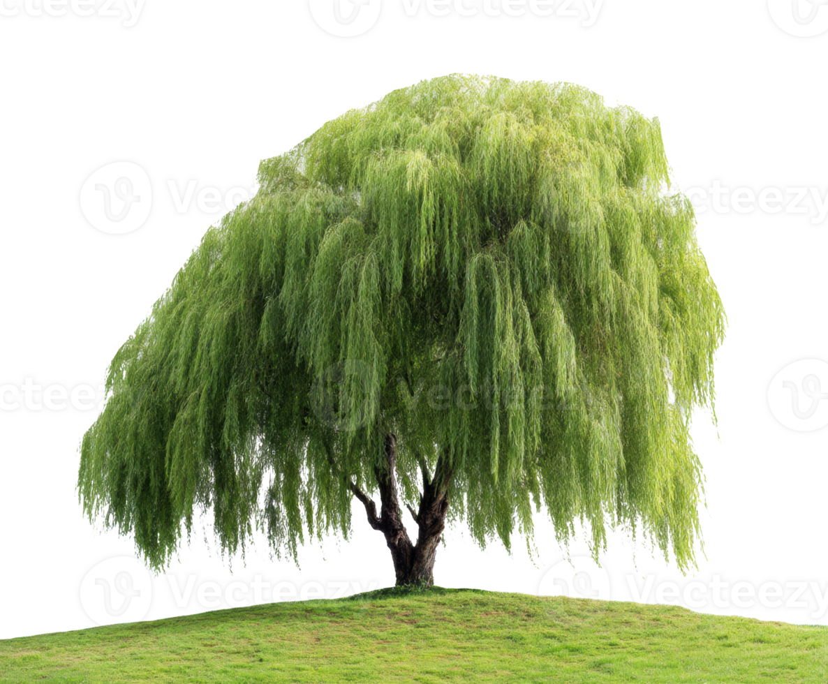 Lush willow tree on green hill under clear sky for nature lovers png