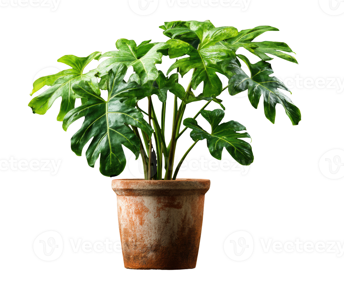 Indoor tropical plant in terracotta pot for home decoration and design png