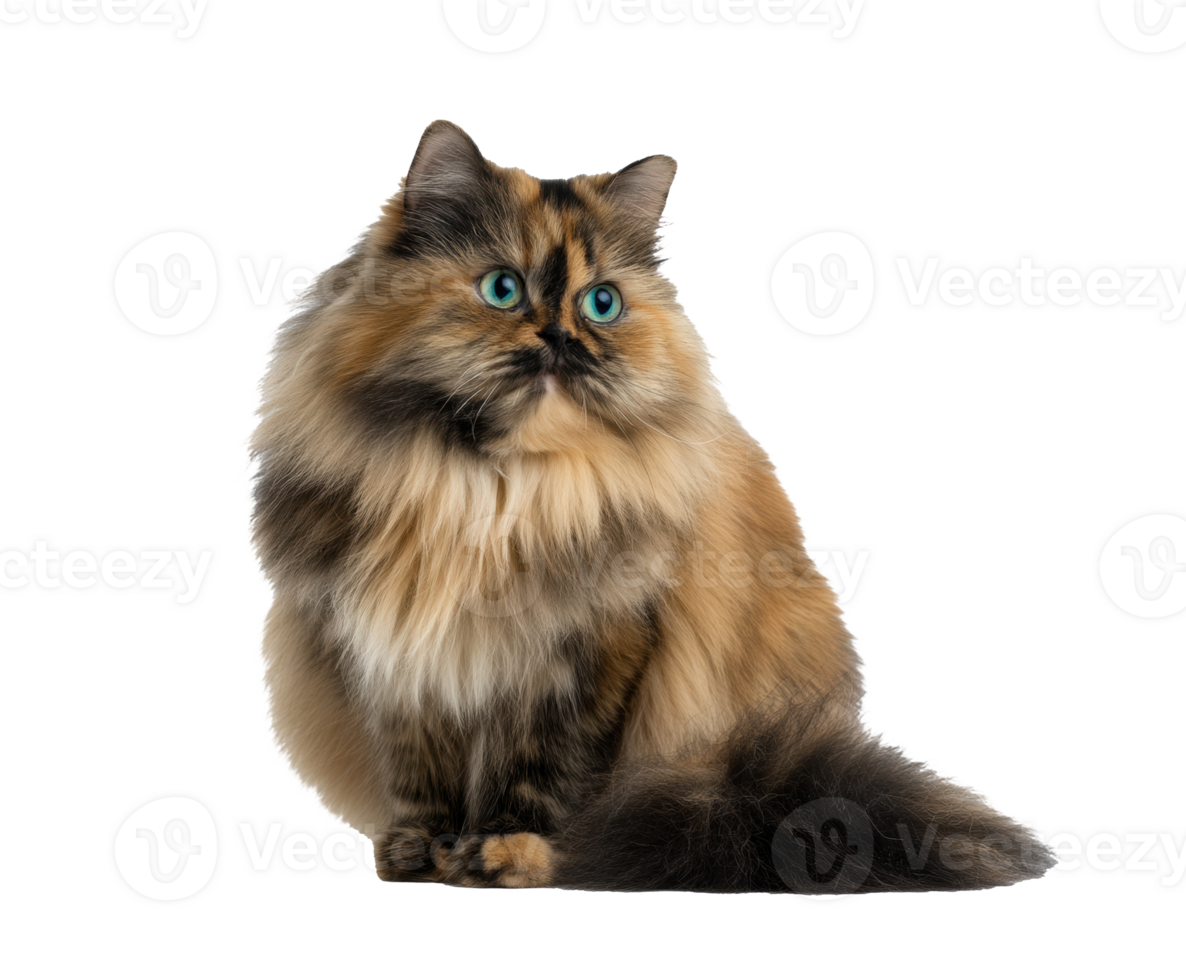 Fluffy cat with striking blue eyes and colorful fur png