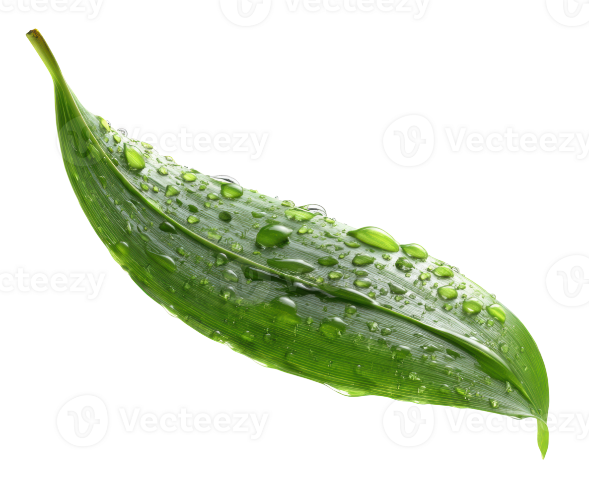 Fresh green leaf with water droplets showcasing nature beauty png