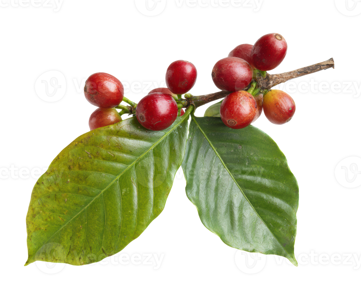 Coffee branch with ripe cherries and green leaves for culinary use png