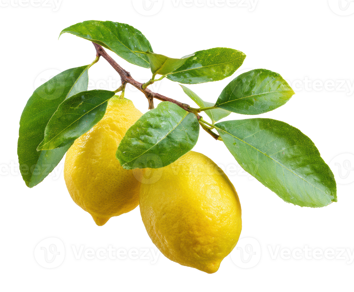 Fresh lemons on a branch with vibrant green leaves for culinary use png