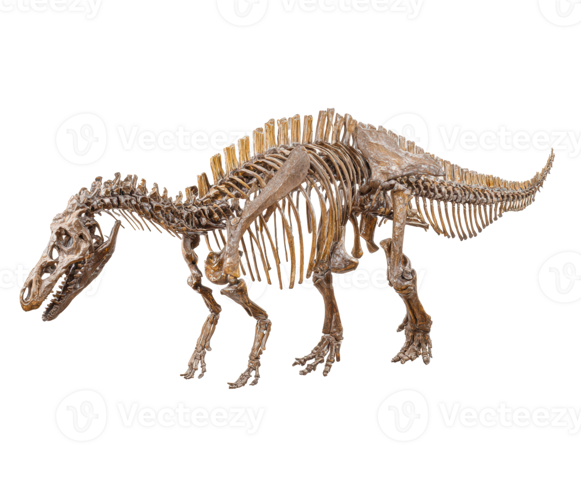 Detailed dinosaur skeleton model for educational display png