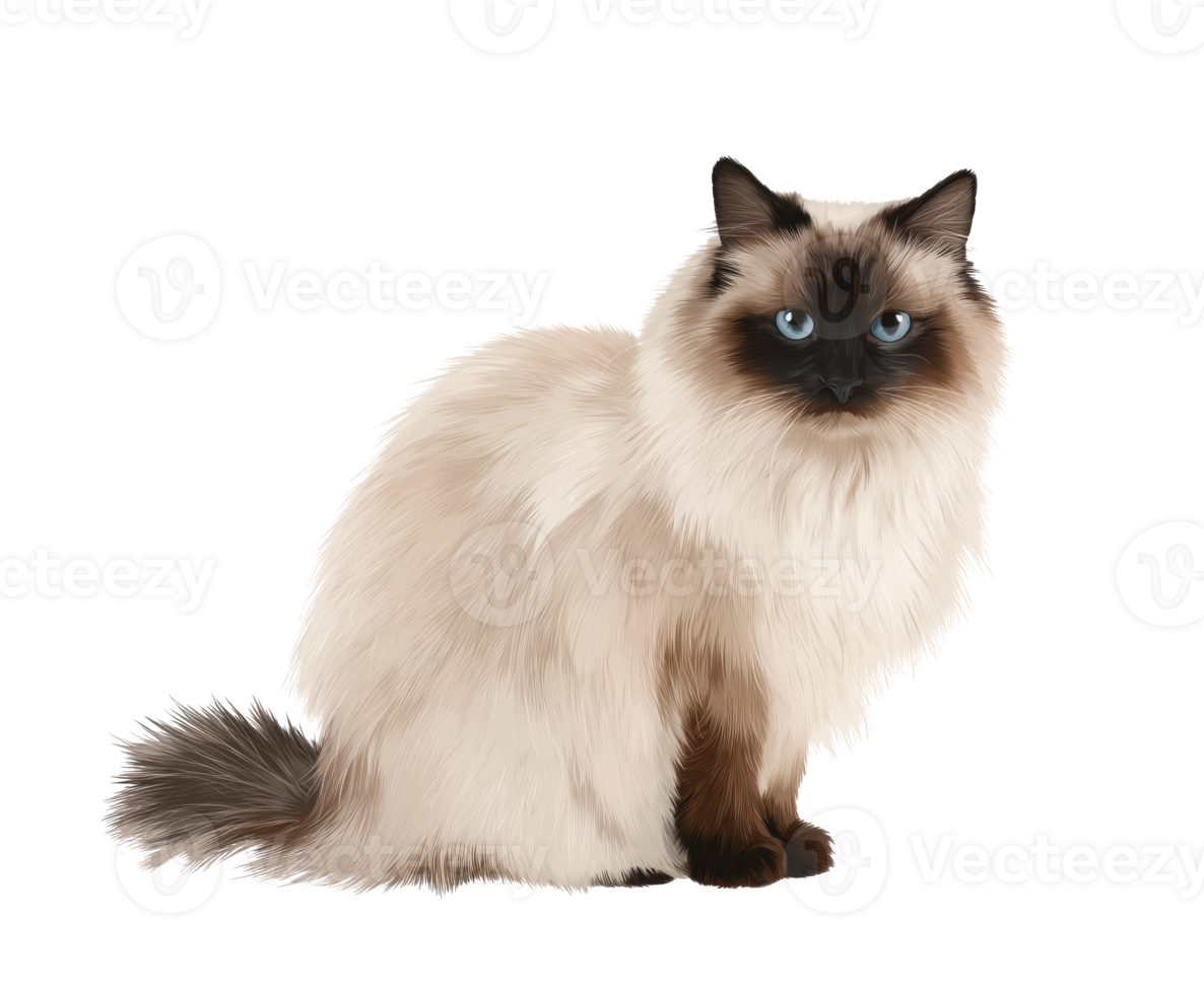 Elegant feline with striking blue eyes sitting gracefully indoors png