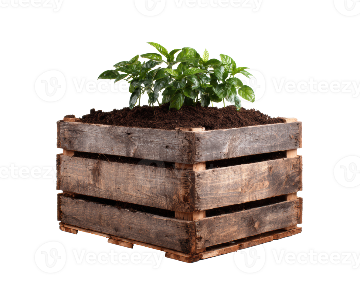 Green plants growing in a rustic wooden planter box for garden decor png