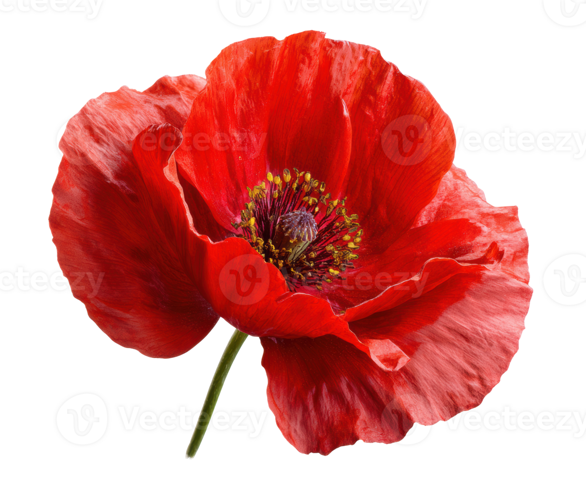Close-up of a bright red poppy with vibrant petals png