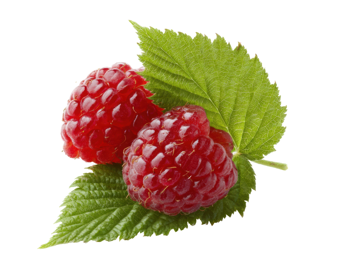 Fresh raspberries with green leaves ideal for culinary creations png