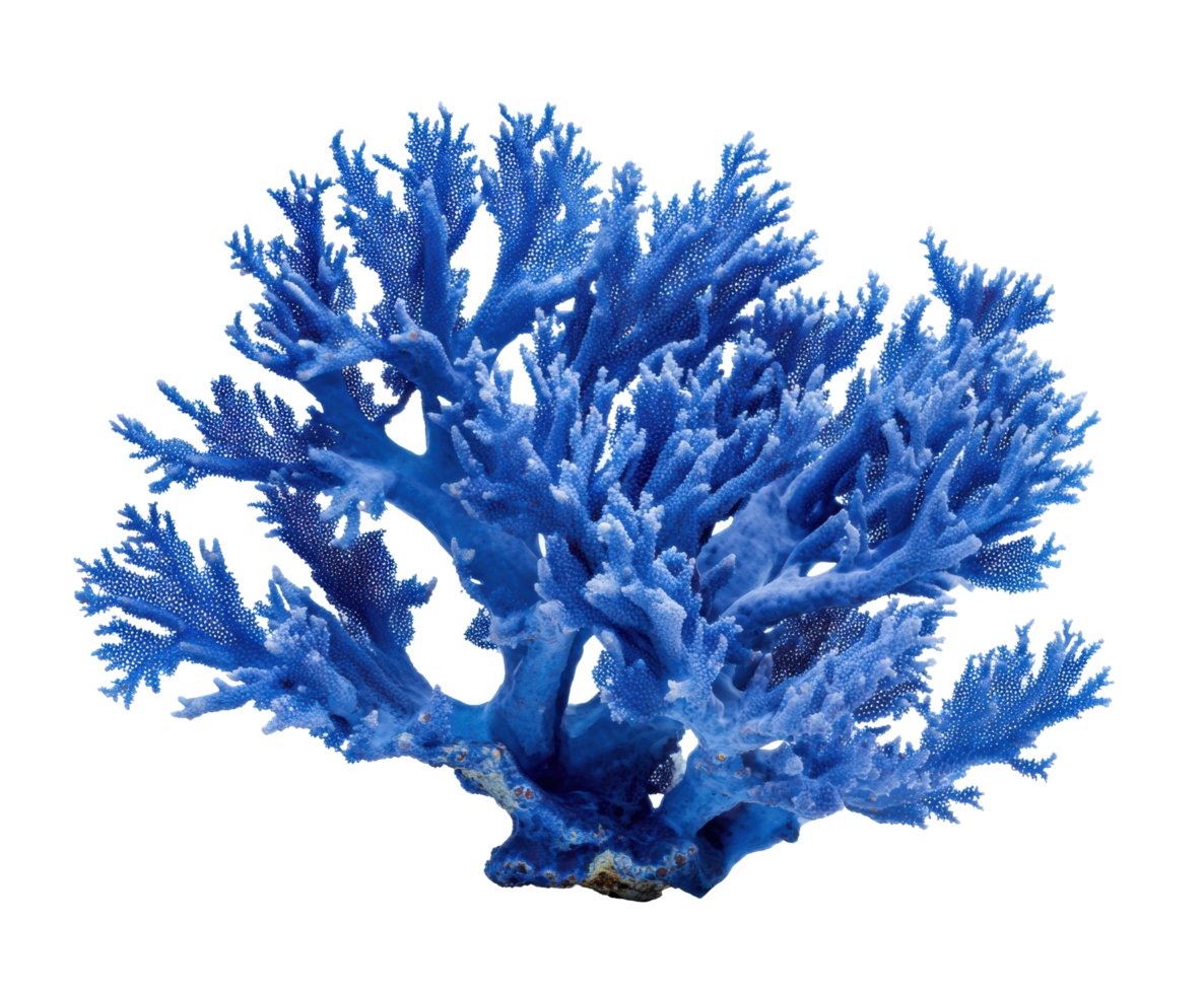 Blue coral reef structure for aquatic decoration and design png