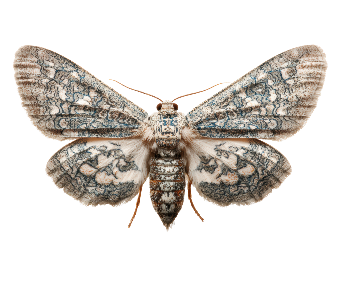 Beautiful butterfly with intricate blue and gray patterns on wings png