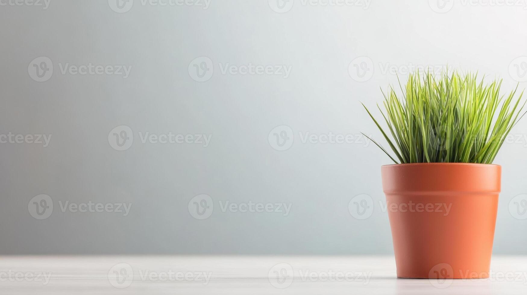 Minimalist indoor scene with a single potted grass plant on a clean white surface against a soft gradient light gray background for modern decor or plant display photo