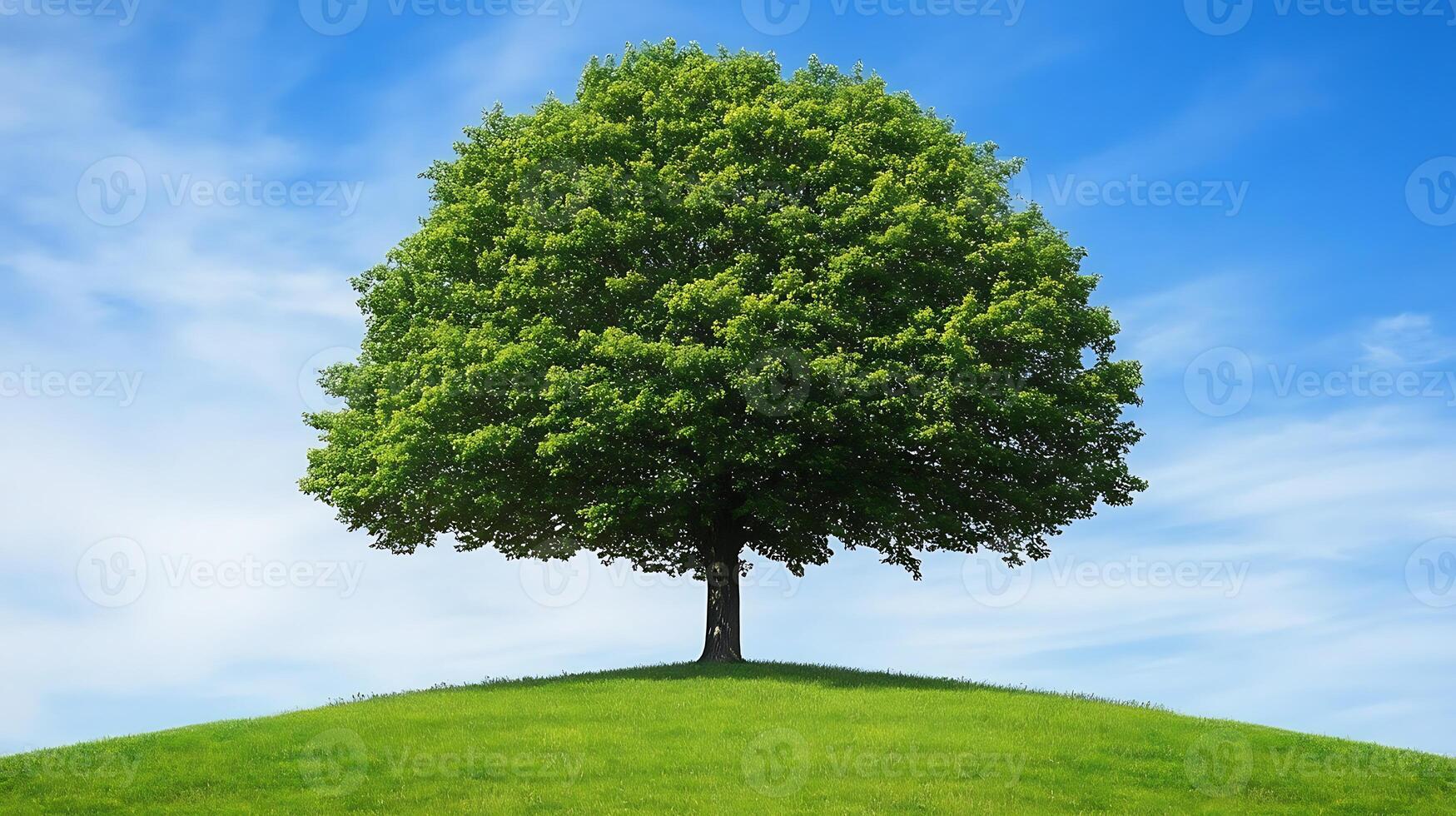 a lone tree on a hill with blue sky in the background photo