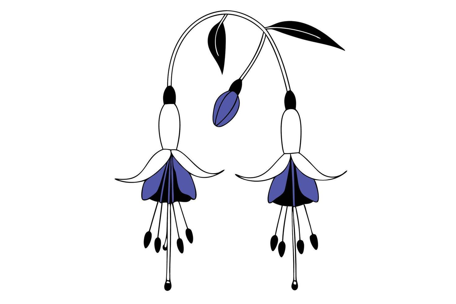 Fuchsia blooms suspended like tiny pendants with leathery leaves suitable for floral decoration graphics garden scene illustrations or spring themed visuals vector