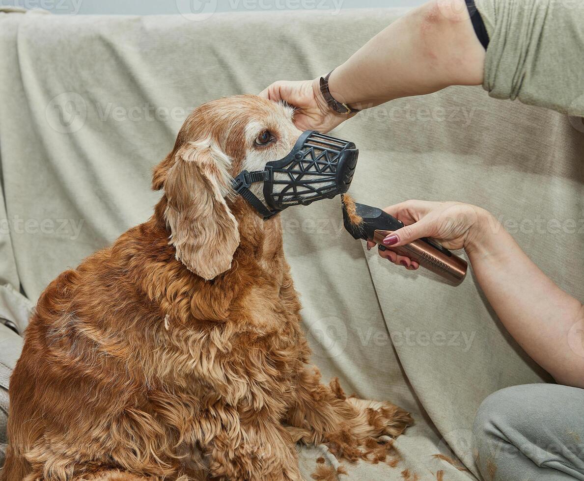 A golden dog with a muzzle receives a haircut using clippers while sitting calmly on a couch, showcasing pet grooming process photo