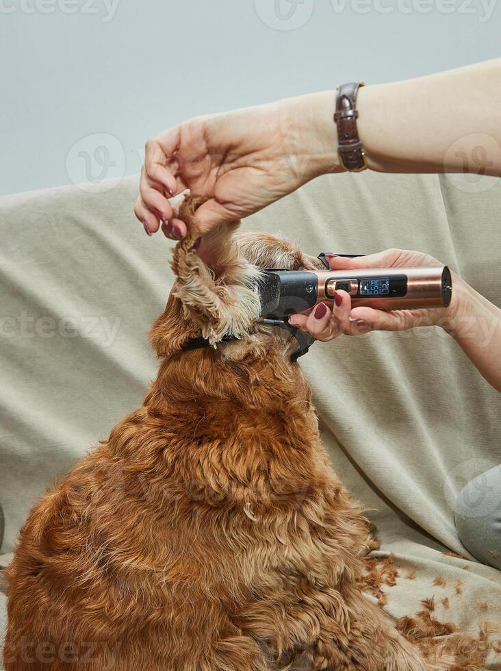 Golden dog with a muzzle receives a haircut using clippers while sitting calmly on a couch, showcasing pet grooming process photo