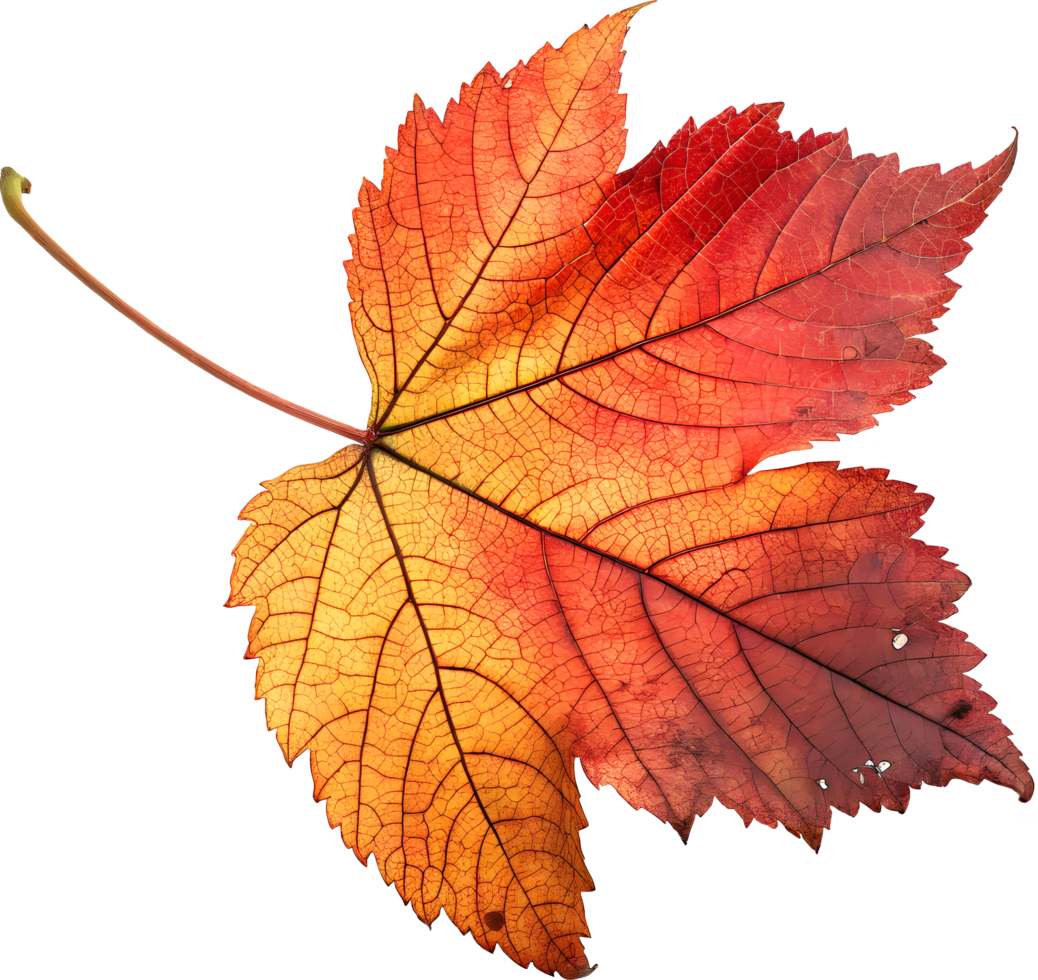 Symmetrical Red and Orange Maple Leaf, Realistic Autumn Design on Transparent Background png