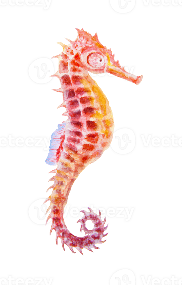 Underwater watercolor composition with red coral, tropical fish, bubbles, and two seashells. Bright marine illustration in blue and orange tones for summer designs and aquatic-themed projects. png