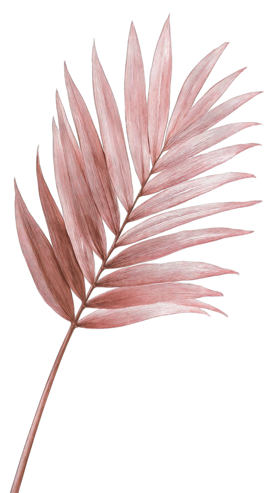 Dried Beige Bougainvillea Branch Stock Photo Botanical Image Nature Photography png