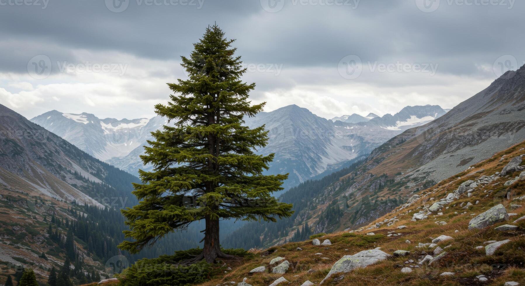 Single Pine Tree on Mountain Ridge Dramatic Landscape photo