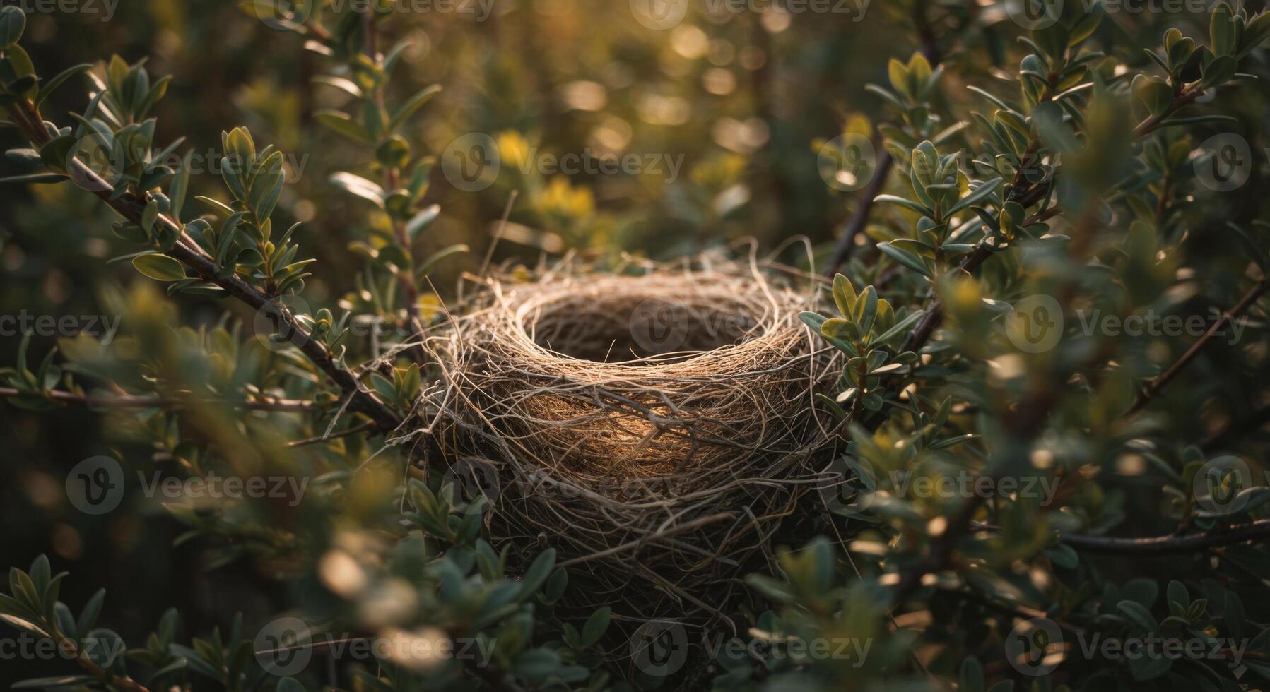 Empty Bird Nest in Green Bush at Sunset photo