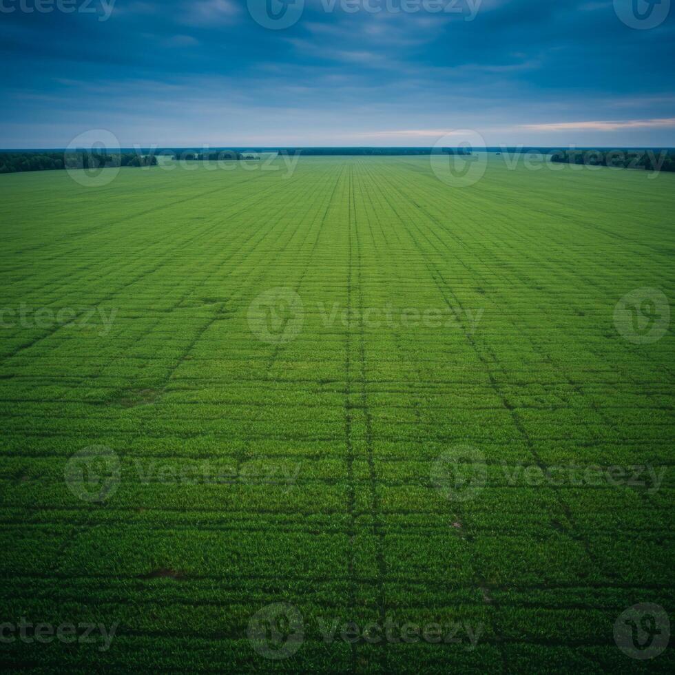 Aerial View of a Vast Green Field with Rows of Crops photo