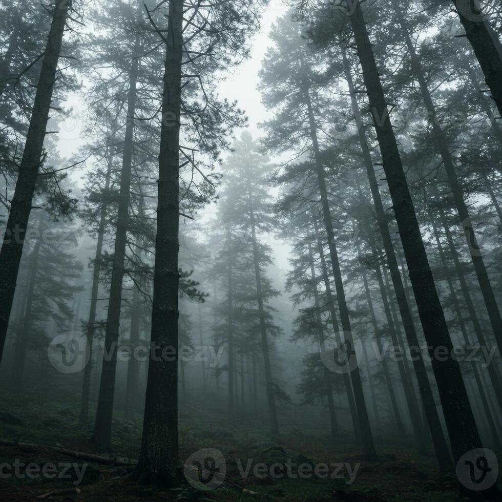 Moody Foggy Forest with Tall Trees photo
