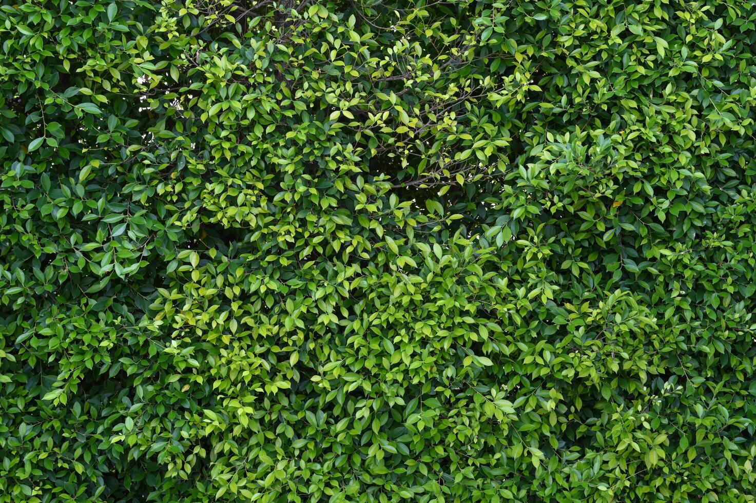 Close up view of lush green leaves forming natural wall or hedge texture. Dense foliage creates detailed background pattern in vibrant color suitable for backdrop photo