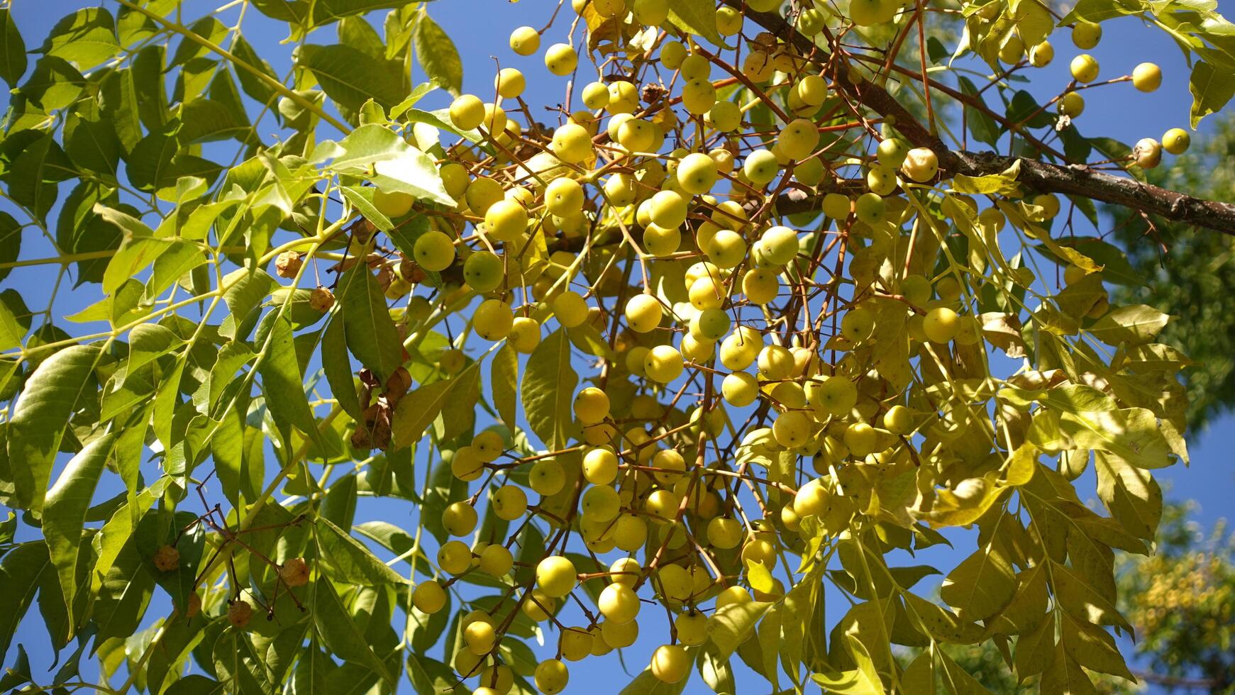Close up round yellow berries seeds of White Cedar also known as Cape Lilac deciduous tree, Melia azedarach grows naturally across Queensland and northern New South Wales, planted as an ornamental photo