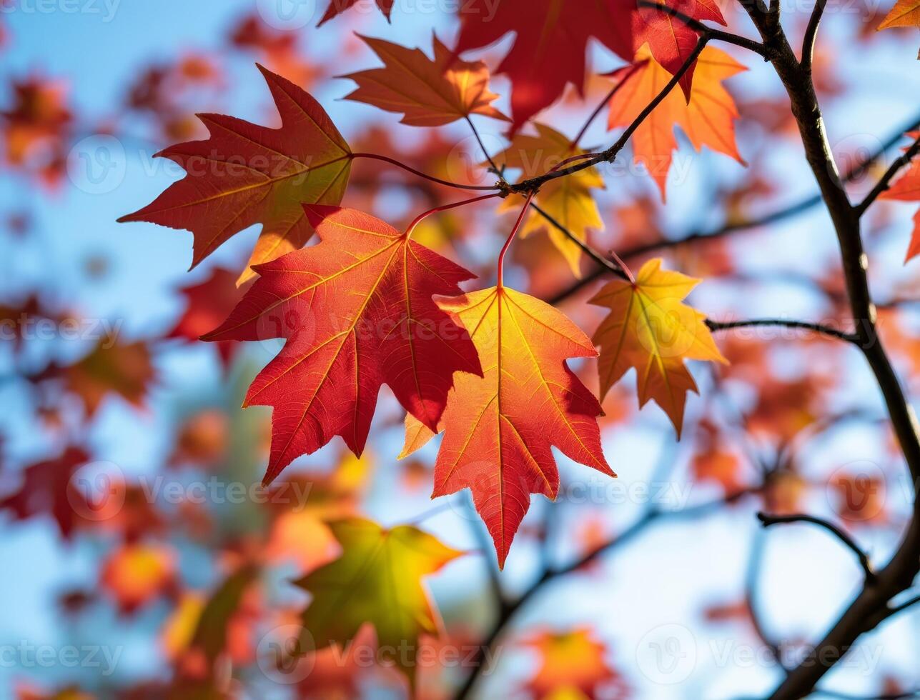 Vibrant red and orange maple leaves autumn colors photo