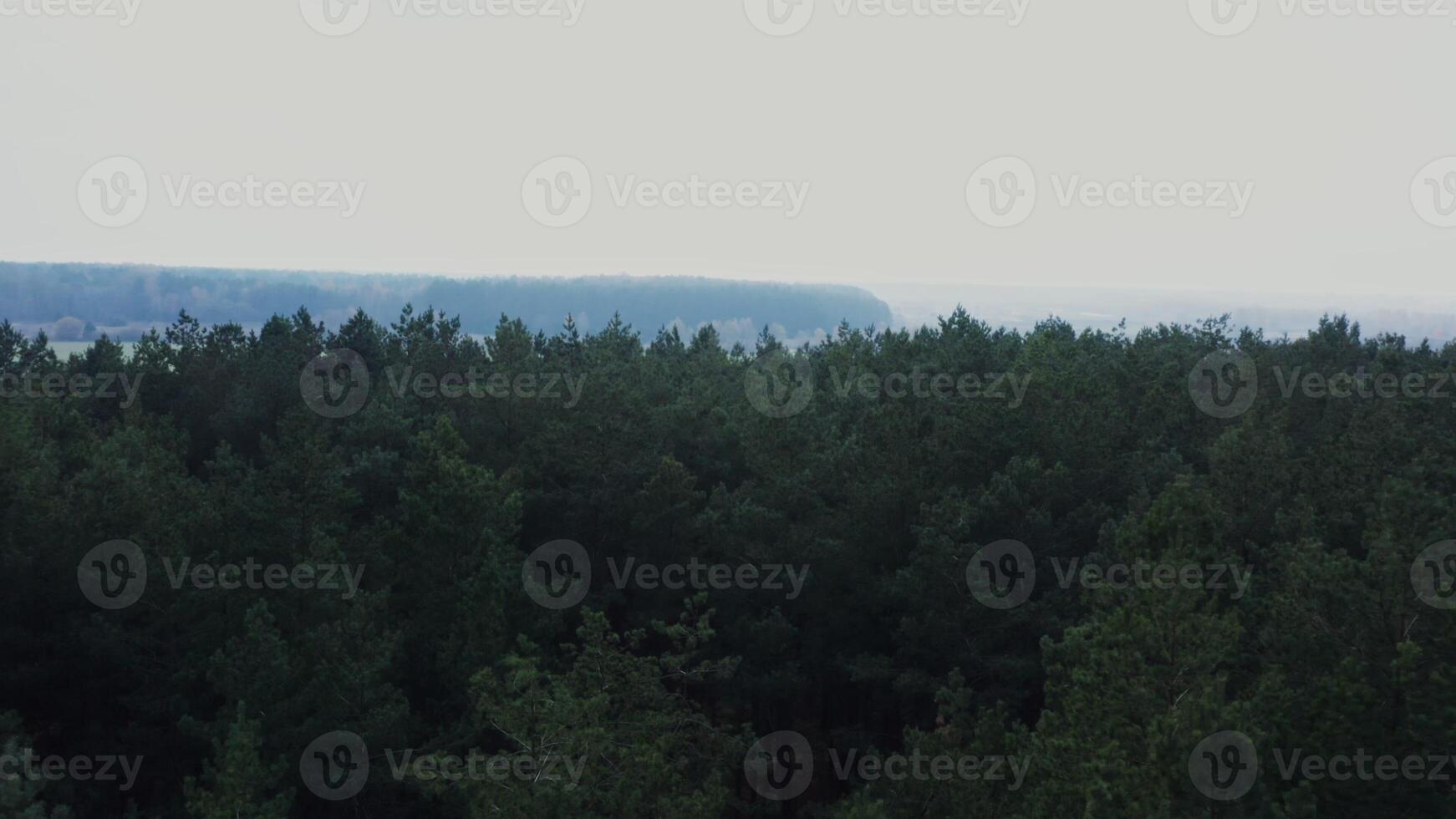A view of the tops of fir trees. Dense park or forest seen from a bird's eye view on a clear day photo