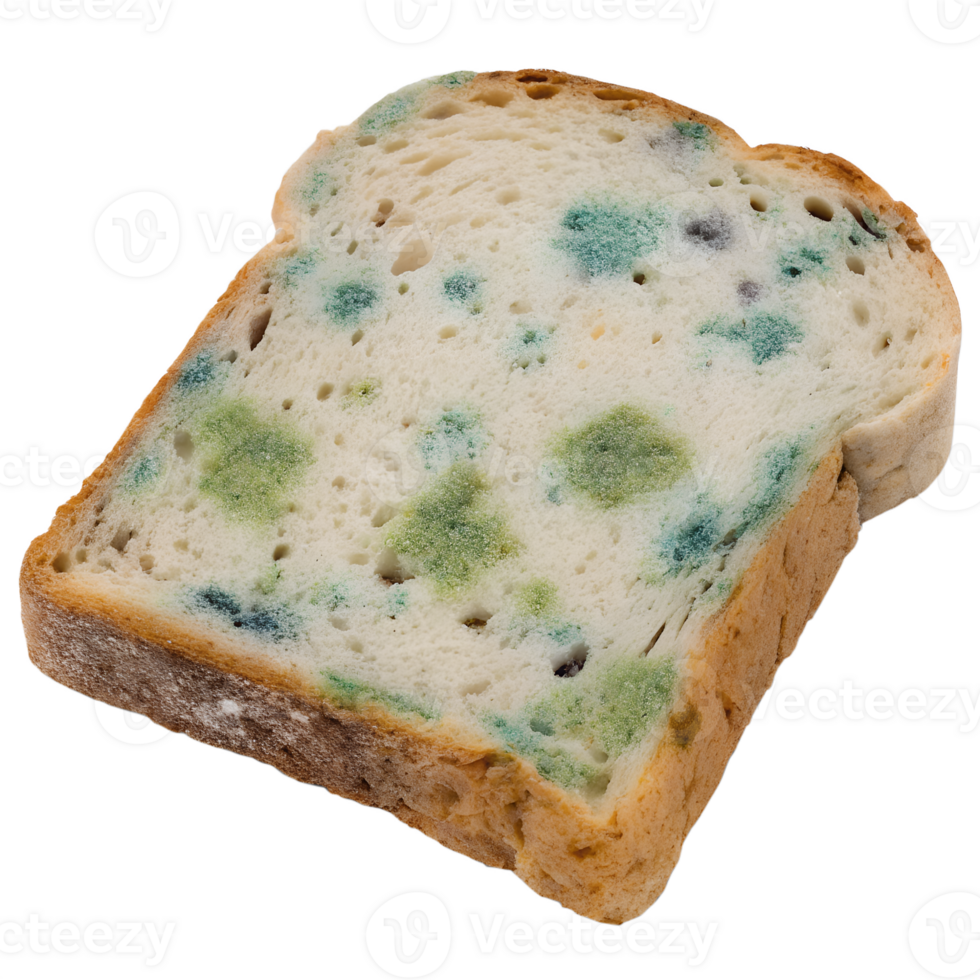 Moldy bread isolated on transparent background, spoiled food with green and white fungus, food decay concept, unhealthy eating png