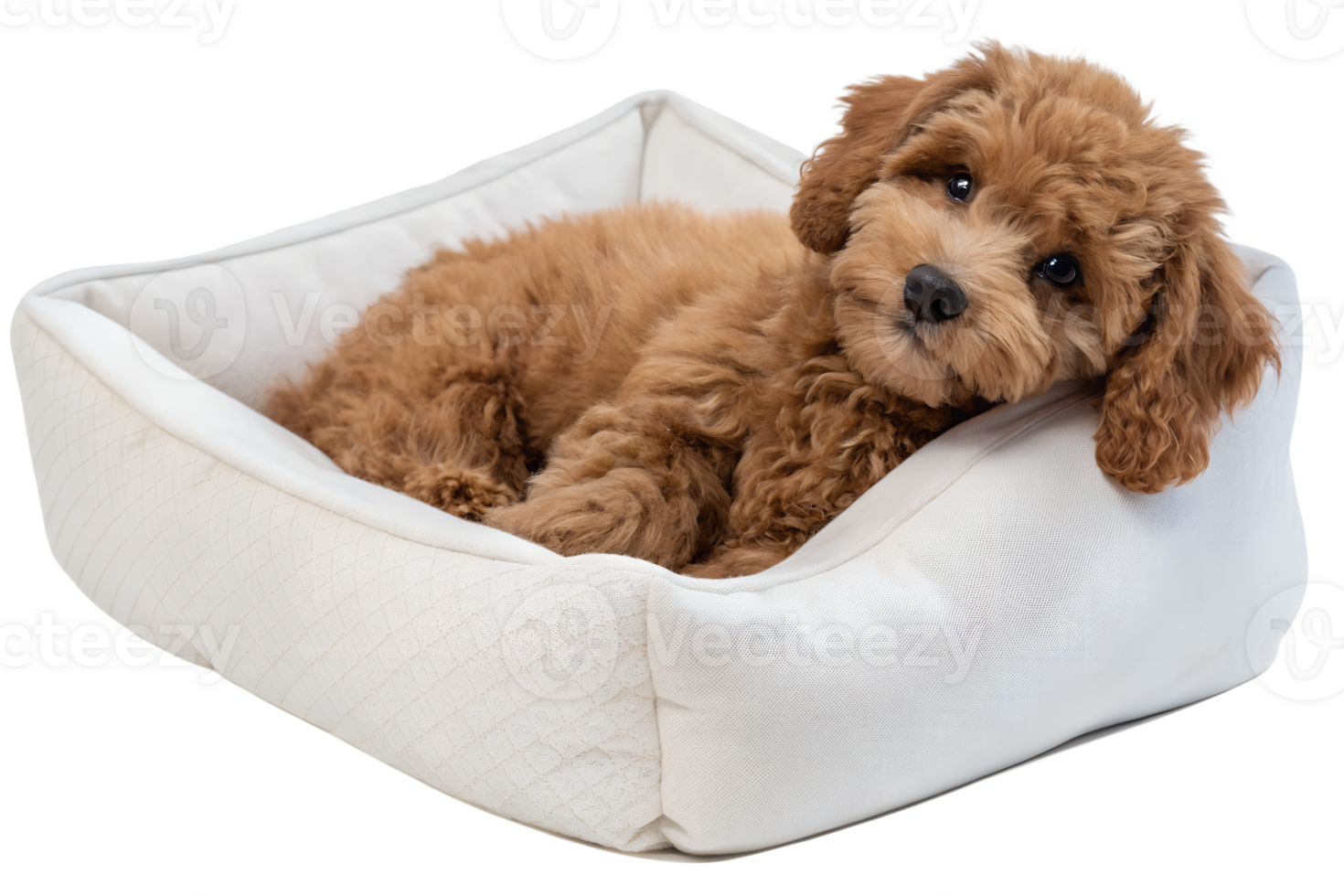 Maltipoo puppy in cozy white dog bed isolated on transparent background, fluffy small dog breed, pet care or animal advertisement concept png