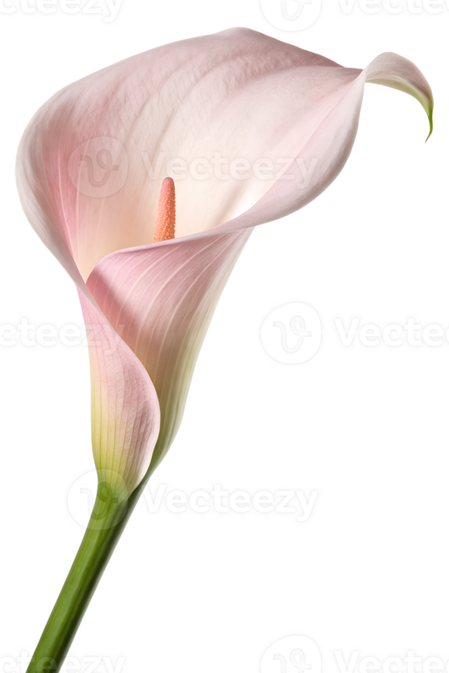 Single pink calla lily with delicate petals, floral clipart for invitations or decor png
