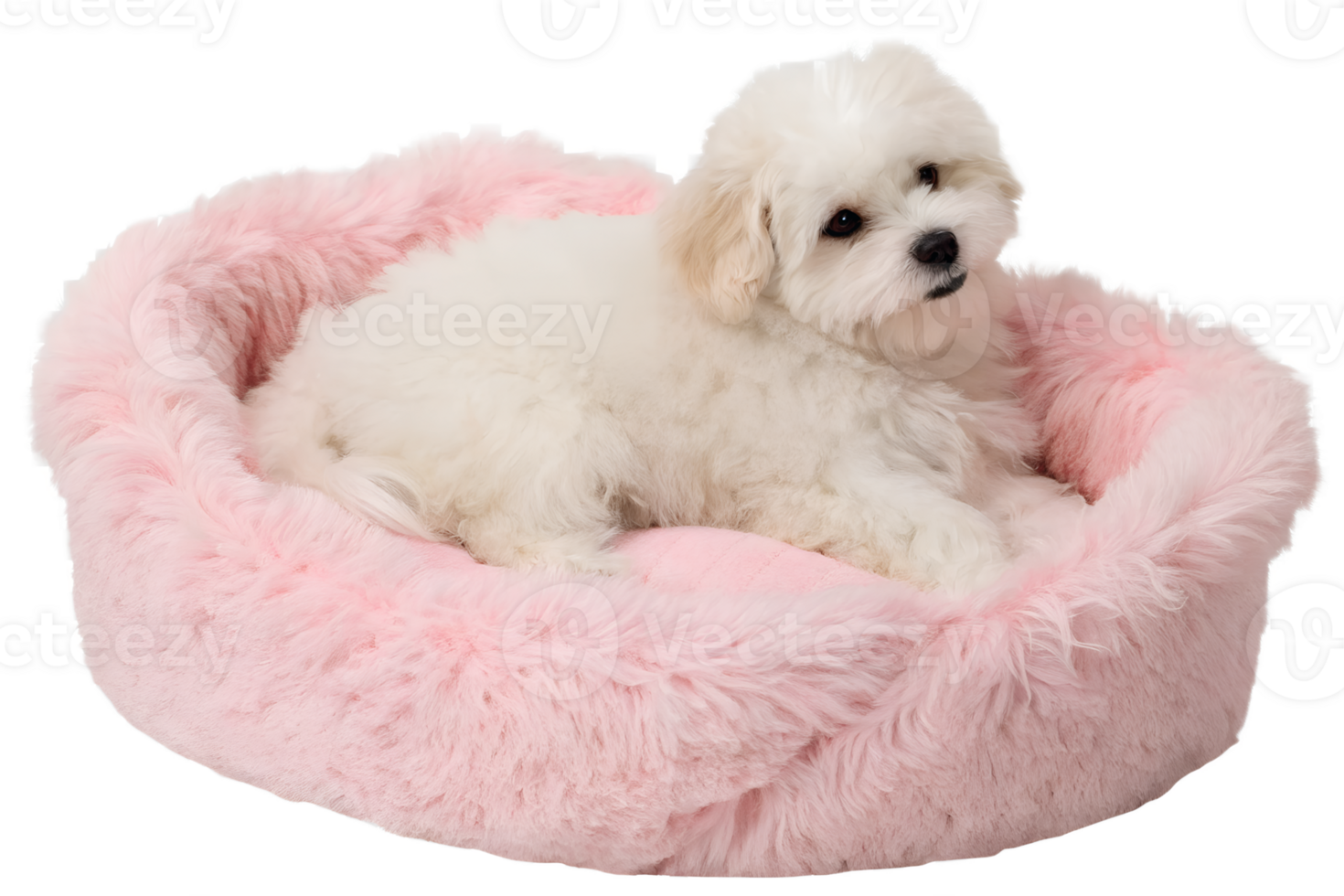 Adorable maltese puppy relaxing in soft pink bed, small fluffy dog, sweet and calm pet png