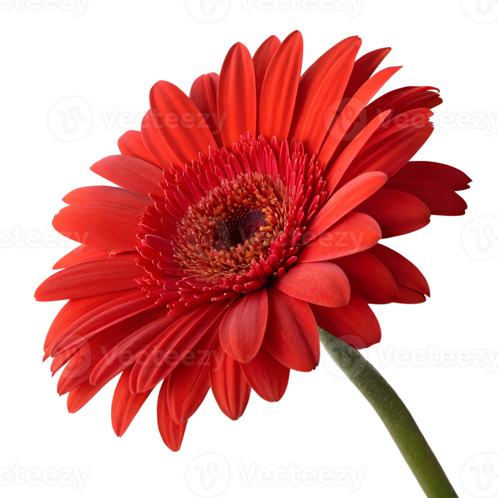 Vibrant red gerbera daisy isolated on transparent background, fresh flower, botanical beauty png