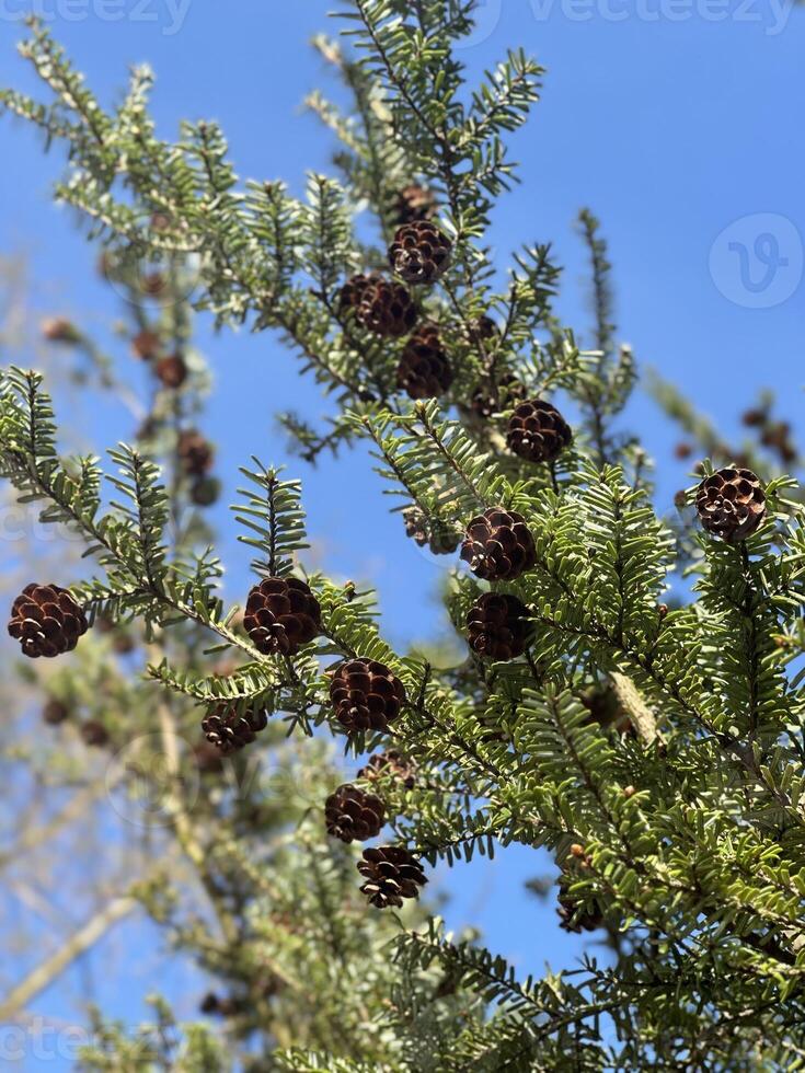 Pine tree branches adorned with pine cones against a clear blue sky, showcasing the beauty of nature and seasonal changes in the environment photo