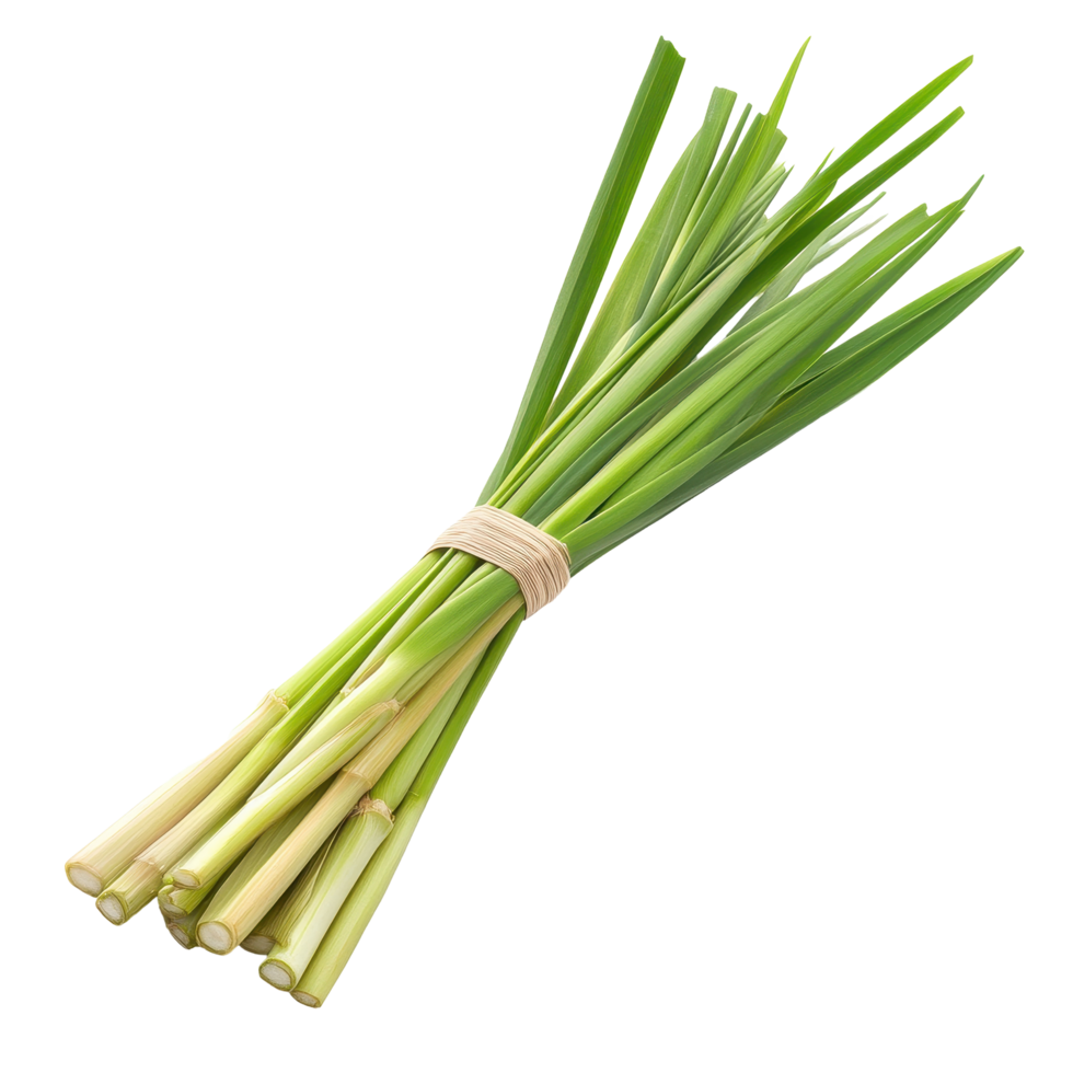 Fresh lemongrass bundle on Transparent background ready for culinary use in various dishes and beverages, Lemongrass on background png