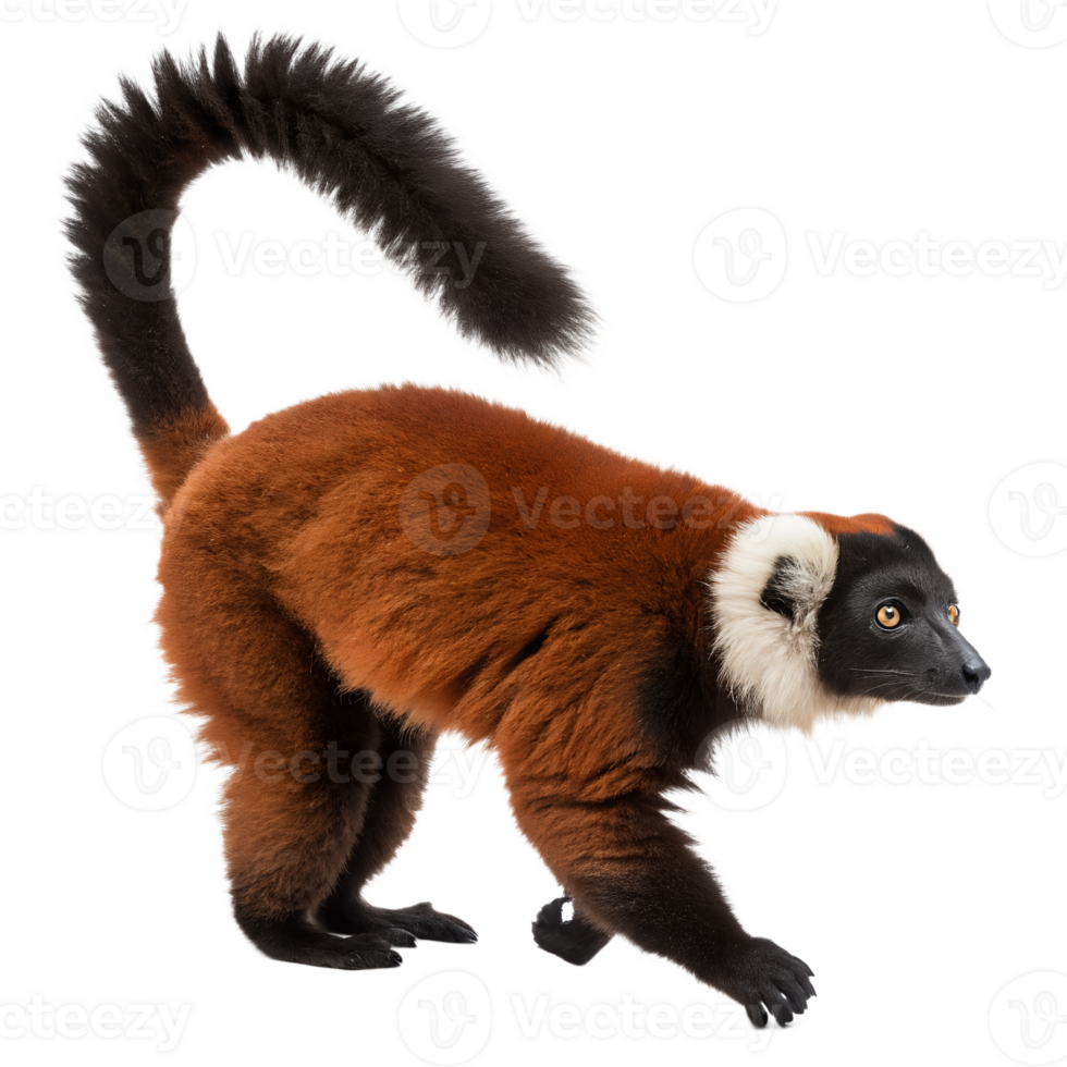 Red Ruffed Lemur walking. isolated on transparent background png