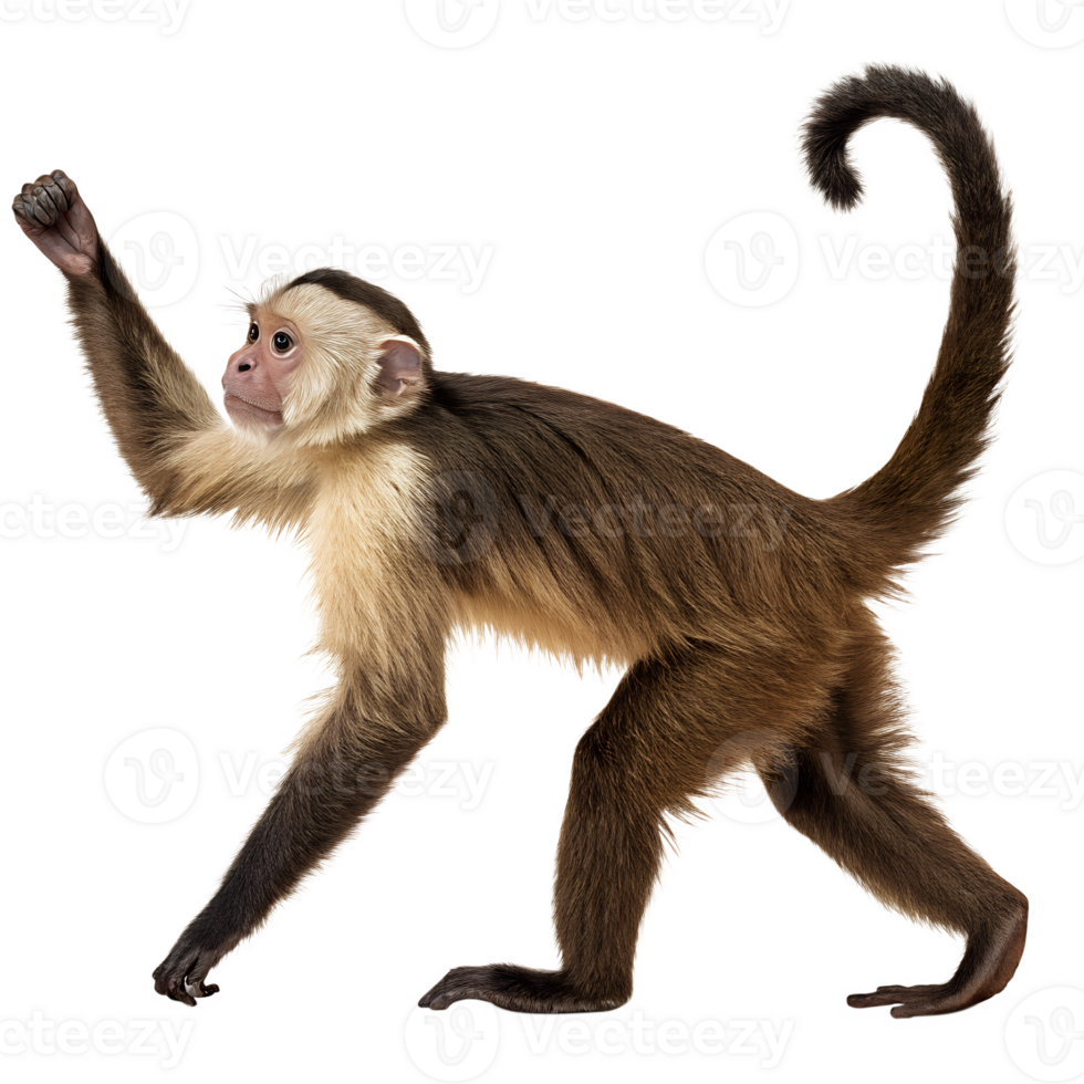 Capuchin Monkey walking. isolated on Transparent background png