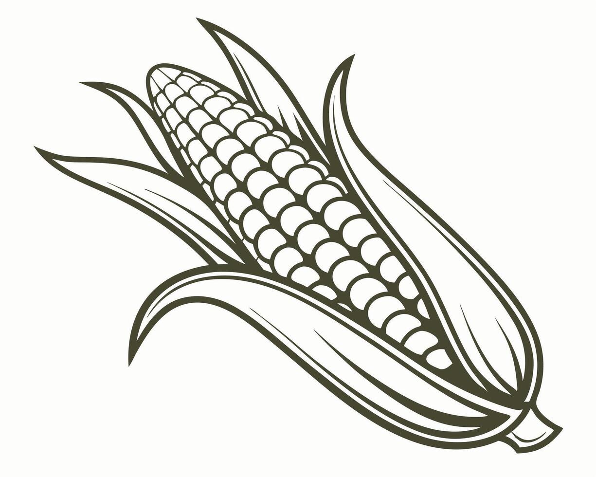 Black and white illustration of an ear of corn on the cob with detailed leafy husks. vector
