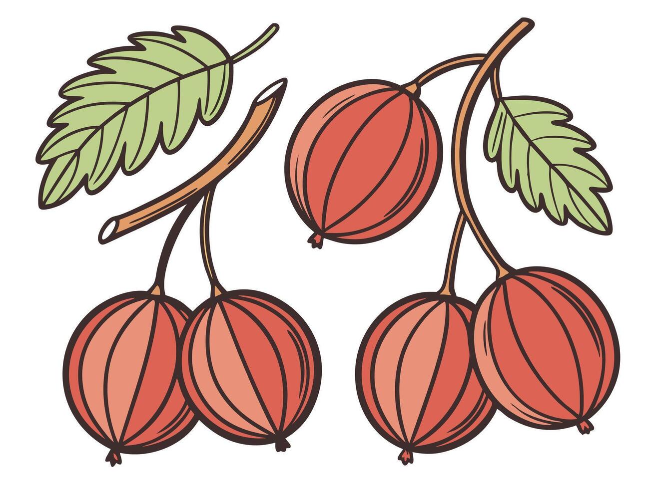 illustration of ripe gooseberries on branches with green leaves in a simple style vector