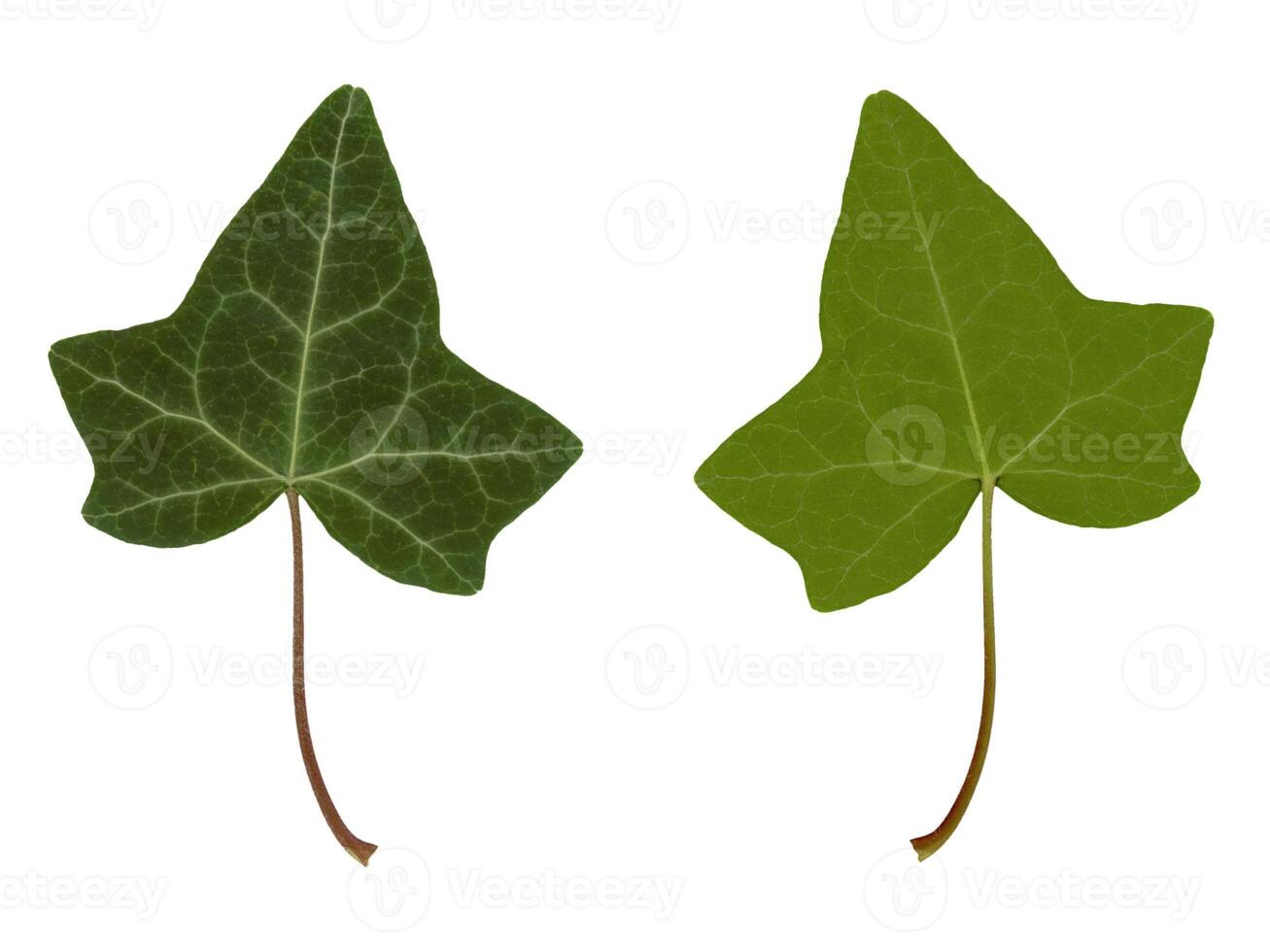 ivy hedera leaf top and bottom side isolated over white photo