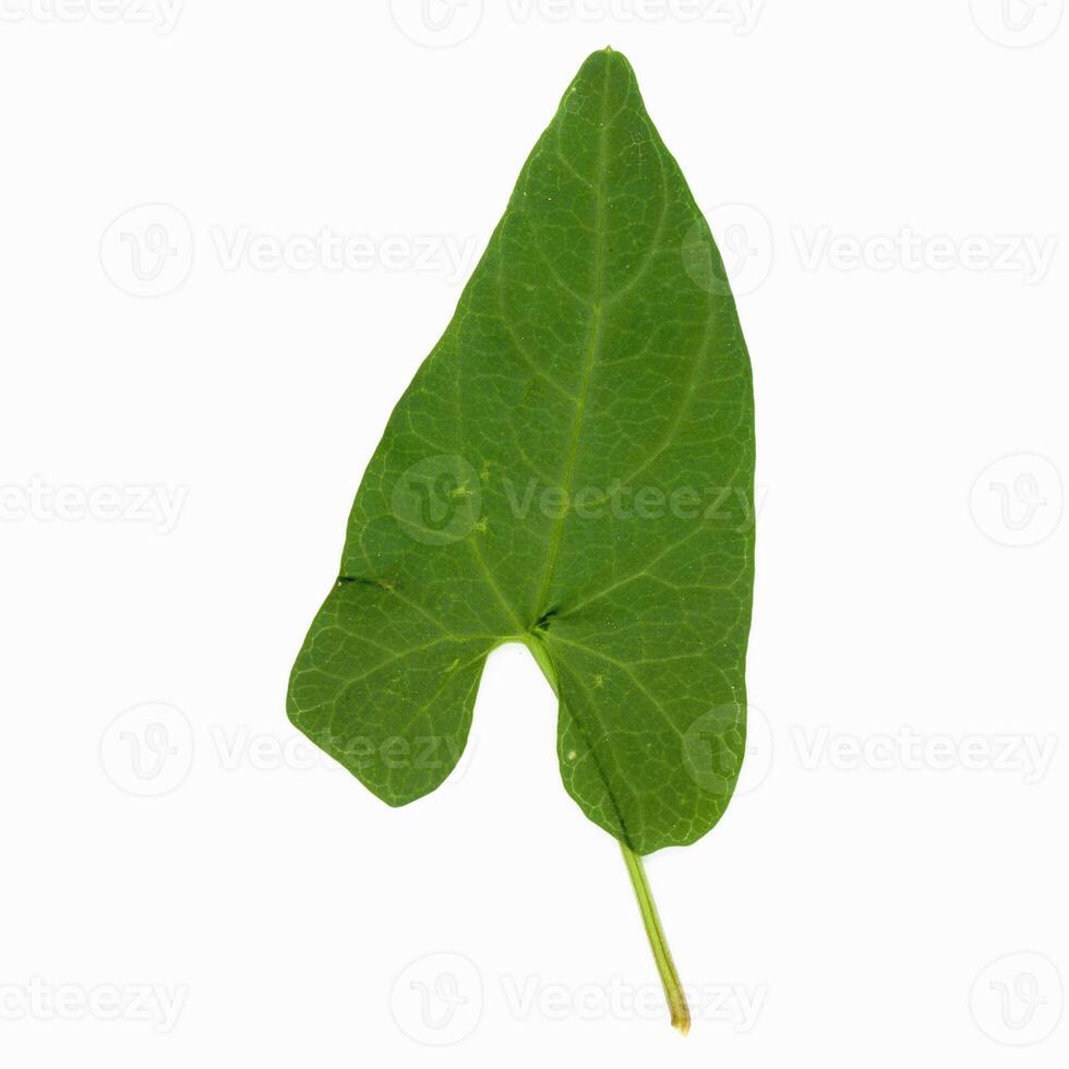 hedge bindweed leaf photo